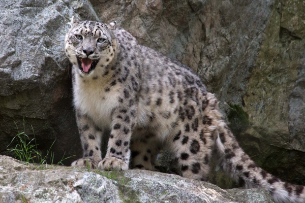 Click here to view Snow Leopard #1 by  Tom Borgal Photography