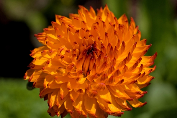 Click here to view Burst of Orange by  Tom Borgal Photography