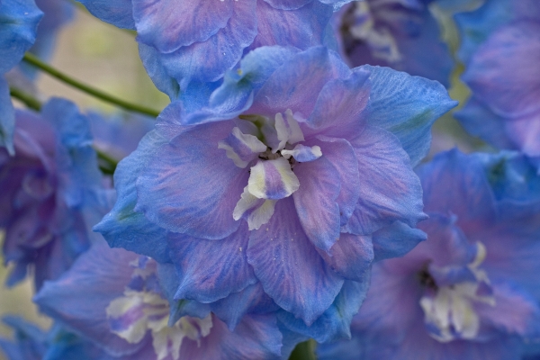 Click here to view Rhapsody in Blue by  Tom Borgal Photography