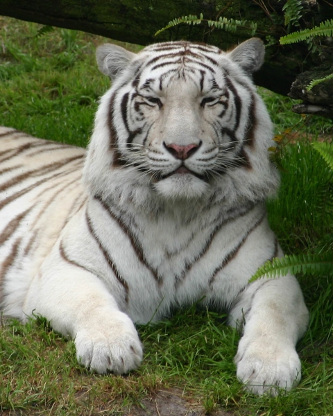 Click here to view Animals artwork by  Tom Borgal Photography