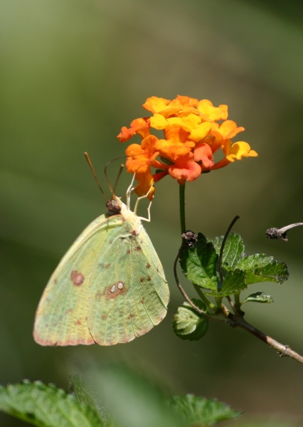 Click here to view Nectar Break by  Tom Borgal Photography