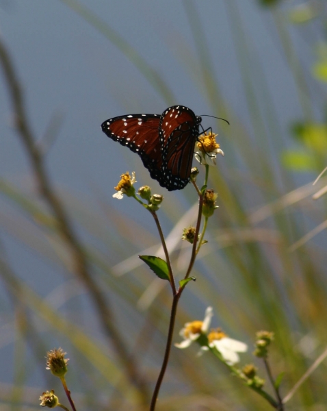 Click here to view Insects artwork by  Tom Borgal Photography