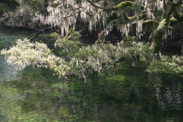 Blue Springs Tree by Tom Borgal Photography