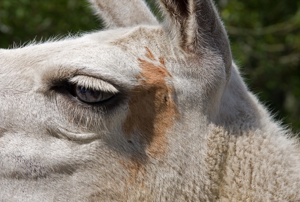 Click here to view Llama by  Tom Borgal Photography