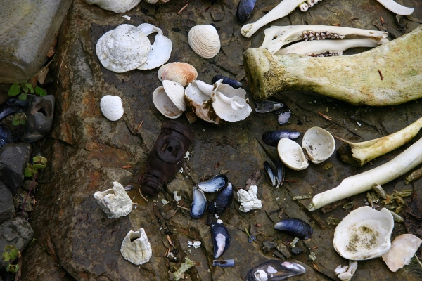Click here to view Debris by  Tom Borgal Photography