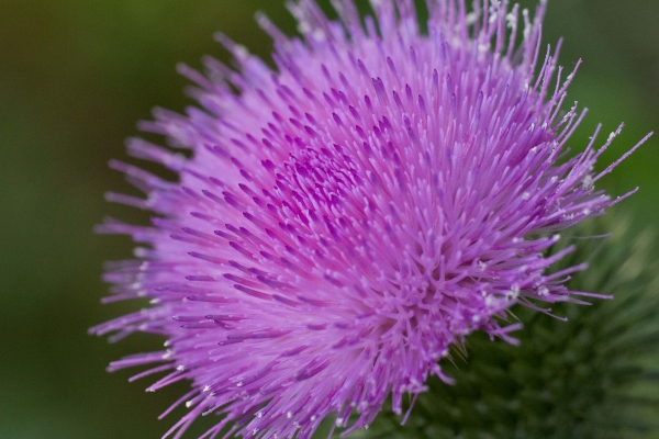 Purple Explosion by Tom Borgal Photography