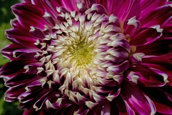 Click here to view Royal Dahlia by  Tom Borgal Photography