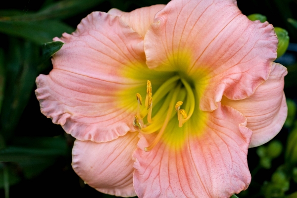 Click here to view Pink Ruffles by  Tom Borgal Photography
