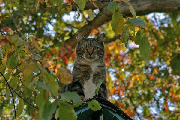 Click here to view Jasper on Roof by  Tom Borgal Photography