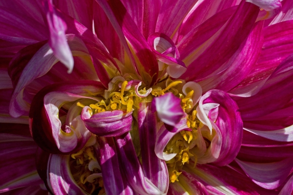 Click here to view Tangle of Pink by  Tom Borgal Photography