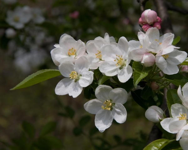 Click here to view Apple Blossom with Water Drop by  Tom Borgal Photography
