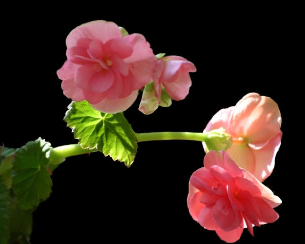 Click here to view Flowers on Black Background by  Tom Borgal Photography