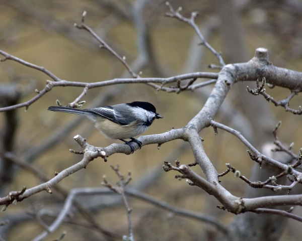 Chickadee with Sunflower Seed by Tom Borgal Photography