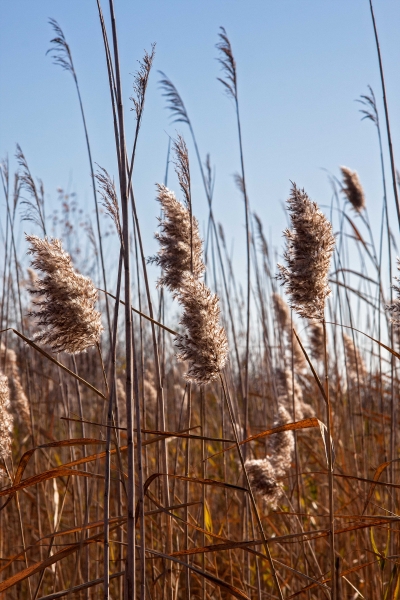 Click here to view Pampas Grass #2 by  Tom Borgal Photography
