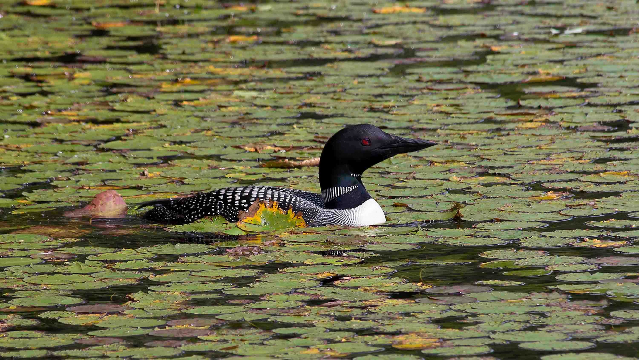 Loon in Lilly Pads by Tom Borgal Photography