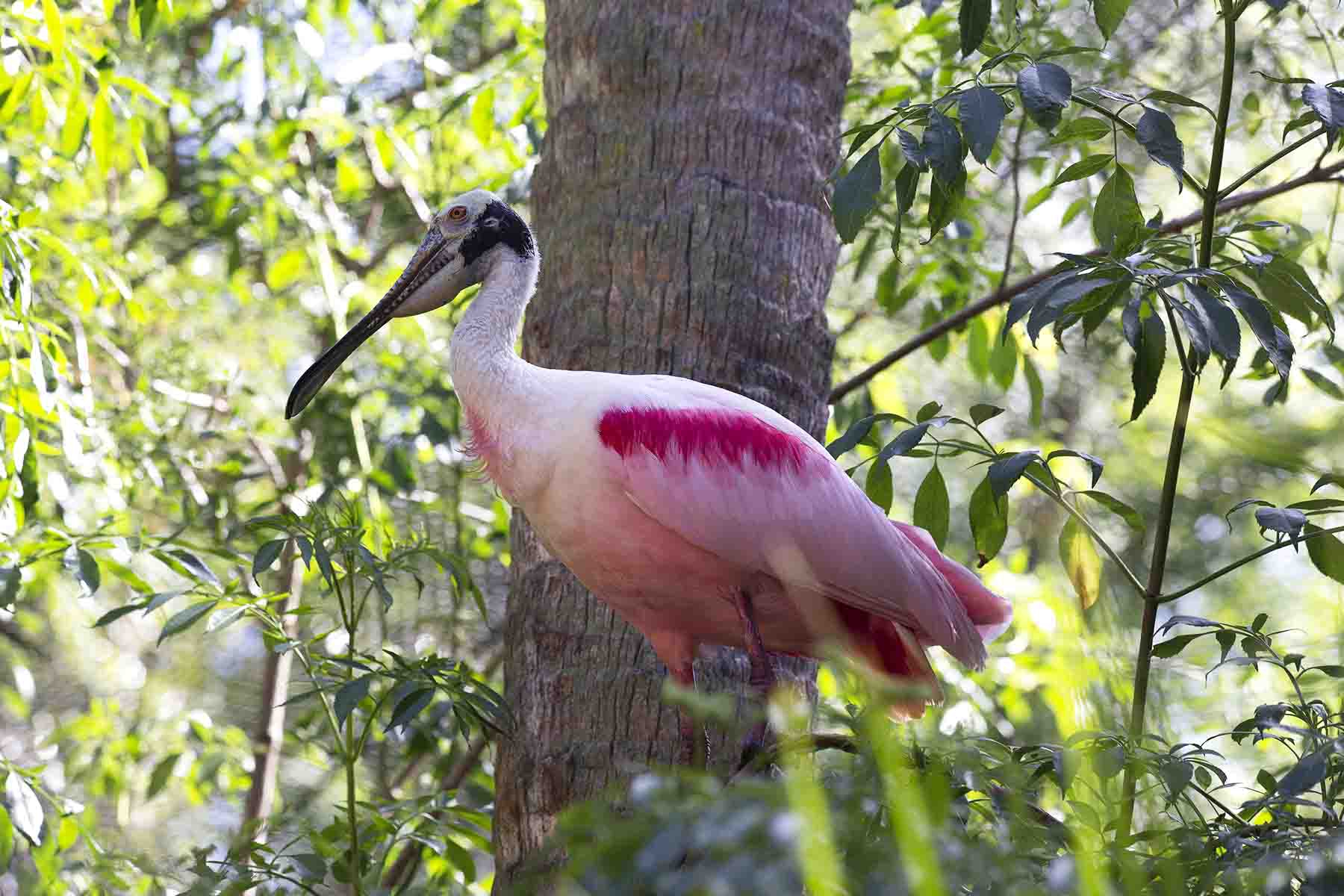Click here to view Roseate Spoonbill by  Tom Borgal Photography