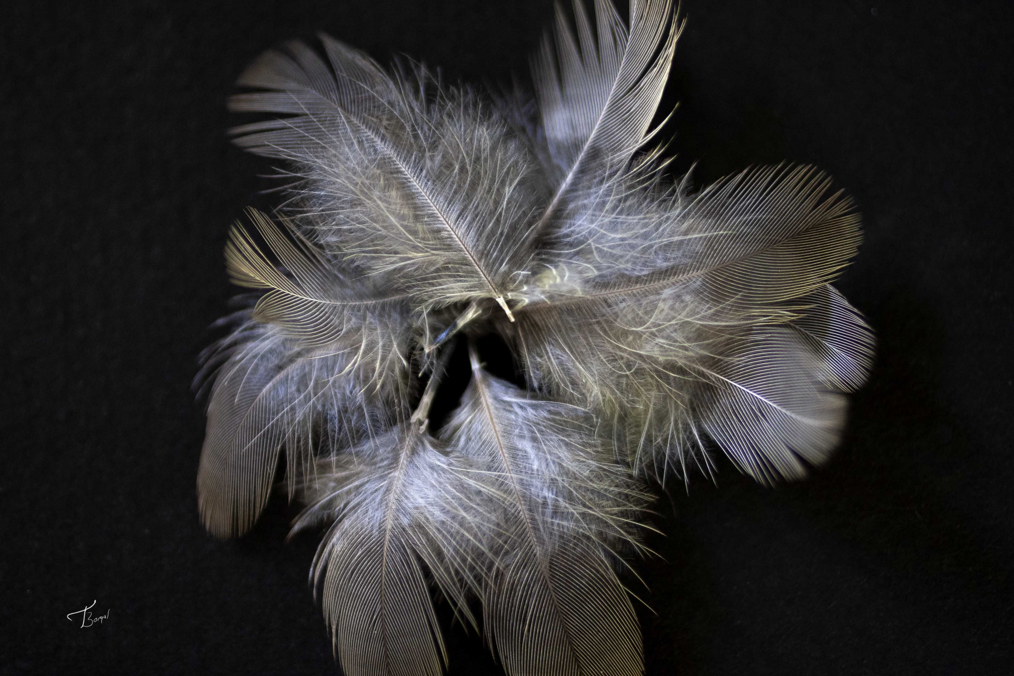 Feathers in Abstract by Tom Borgal Photography