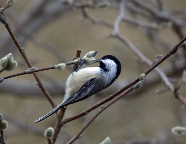 Click here to view Chickadee and Pussywillow by  Tom Borgal Photography