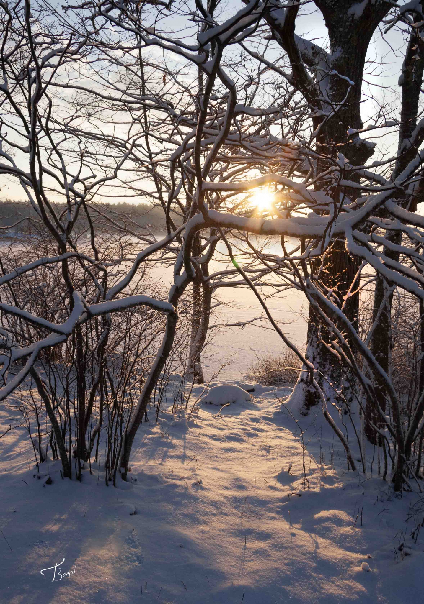 Click here to view Winter Sunrise Over Webber Pond by  Tom Borgal Photography