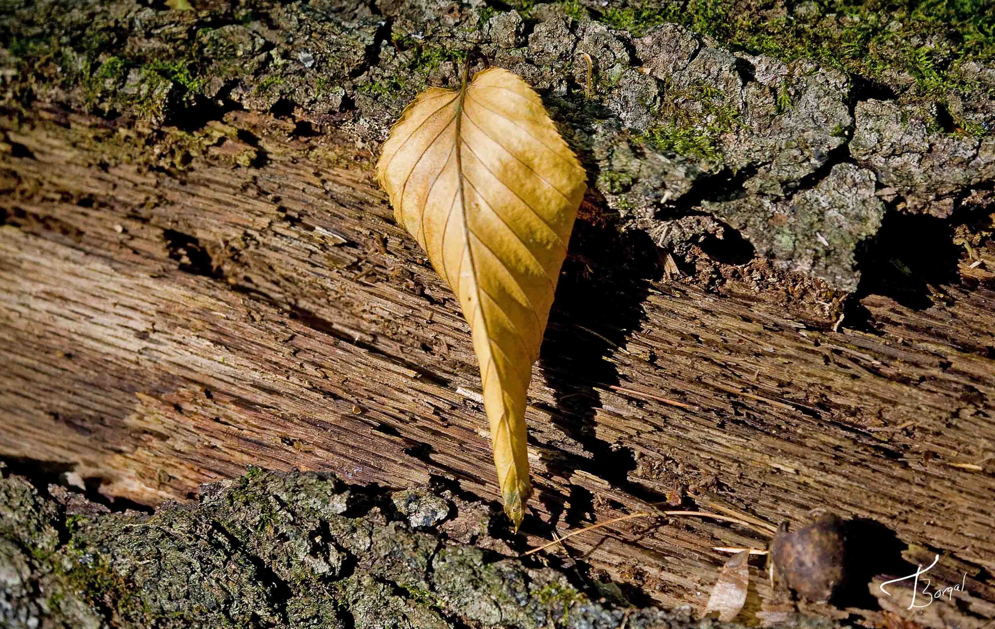 Heart of Gold by Tom Borgal Photography