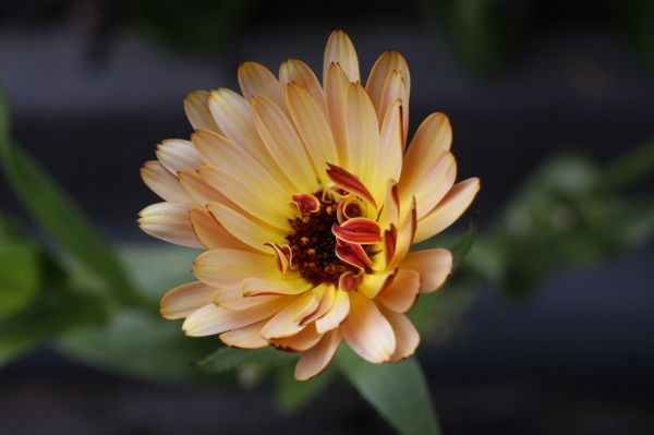 Click here to view 2 Tone Dahlia by Tom Borgal Photography